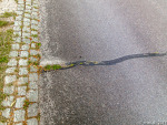 GFUN – Inspektionsrundtur 2014